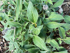 Phacelia imbricata