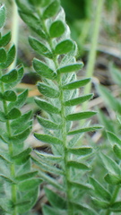 Oxytropis splendens