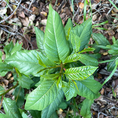 Frangula californica