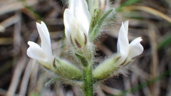 Oxytropis splendens