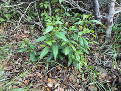 Frangula californica