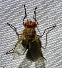 Ormiophasia
