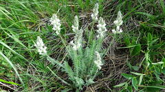 Oxytropis splendens