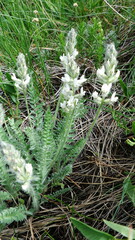 Oxytropis splendens