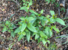 Frangula californica
