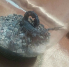 Androctonus crassicauda