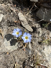 Gentiana sedifolia