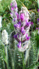 Oxytropis splendens