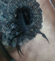 Androctonus crassicauda