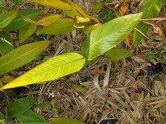 Heliconia