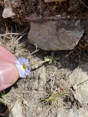Gentiana sedifolia