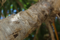 Thrinax radiata