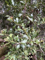 Phyllocladus aspleniifolius