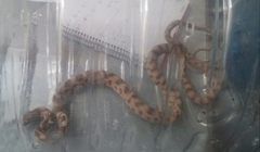 Telescopus rhinopoma