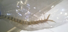 Scolopendra valida