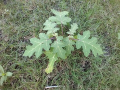 Solanum campechiense