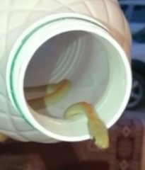 Platyceps rhodorachis