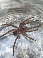 Mituliodon tarantulinus