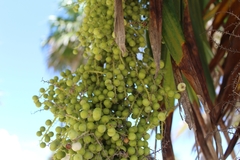 Thrinax radiata