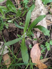 Cynoglossum australe