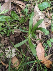 Cynoglossum australe