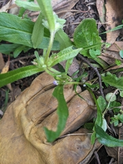 Cynoglossum australe