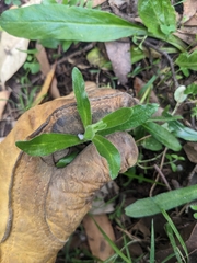 Cynoglossum australe