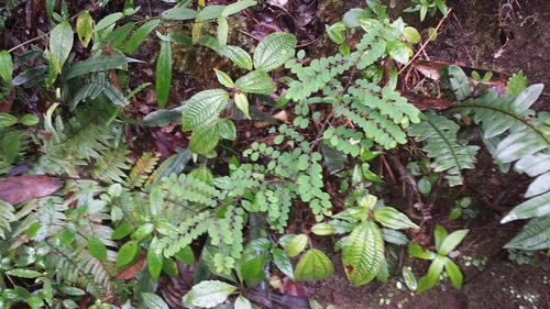 Phyllanthus matitanensis image