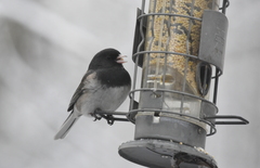 Junco hyemalis cismontanus