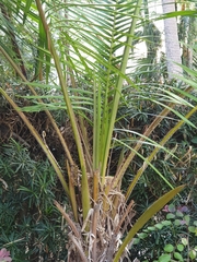 Syagrus schizophylla