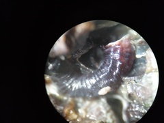 Petaloconchus varians