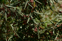 Thomasia petalocalyx