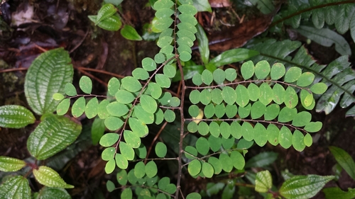 Phyllanthus matitanensis image