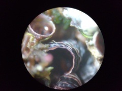 Petaloconchus varians