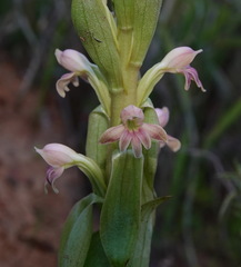 Satyrium bicorne × erectum