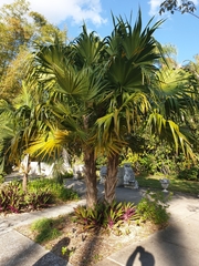 Thrinax radiata