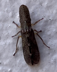 Ledromorpha planirostris