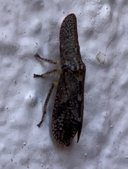Ledromorpha planirostris
