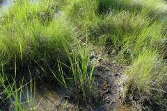 Bolboschoenus maritimus paludosus
