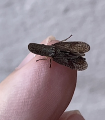 Ledromorpha planirostris