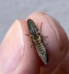 Ledromorpha planirostris