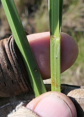 Bolboschoenus maritimus paludosus