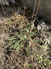 Valeriana micropterina