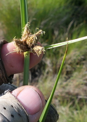 Bolboschoenus maritimus paludosus