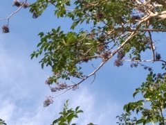 Millettieae