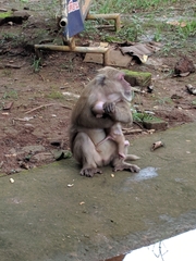 Macaca arctoides