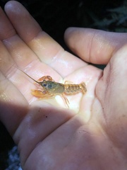 Euastacus suttoni