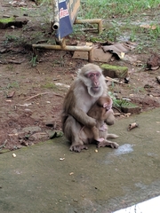 Macaca arctoides