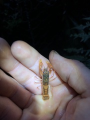 Euastacus suttoni