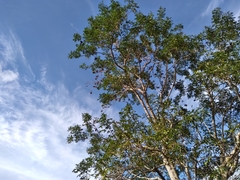 Millettieae